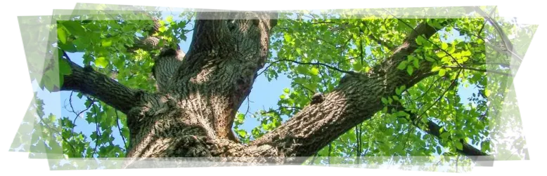 Tala y poda de árboles grandes Ávila Tala y poda en altura
