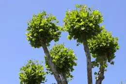 Podas y talas árbol en Madrid