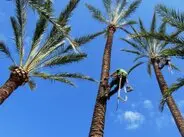Poda y tala de palmeras en altura