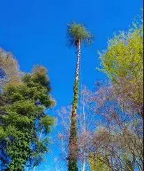 Tala y poda en altura de árboles en la Rioja
