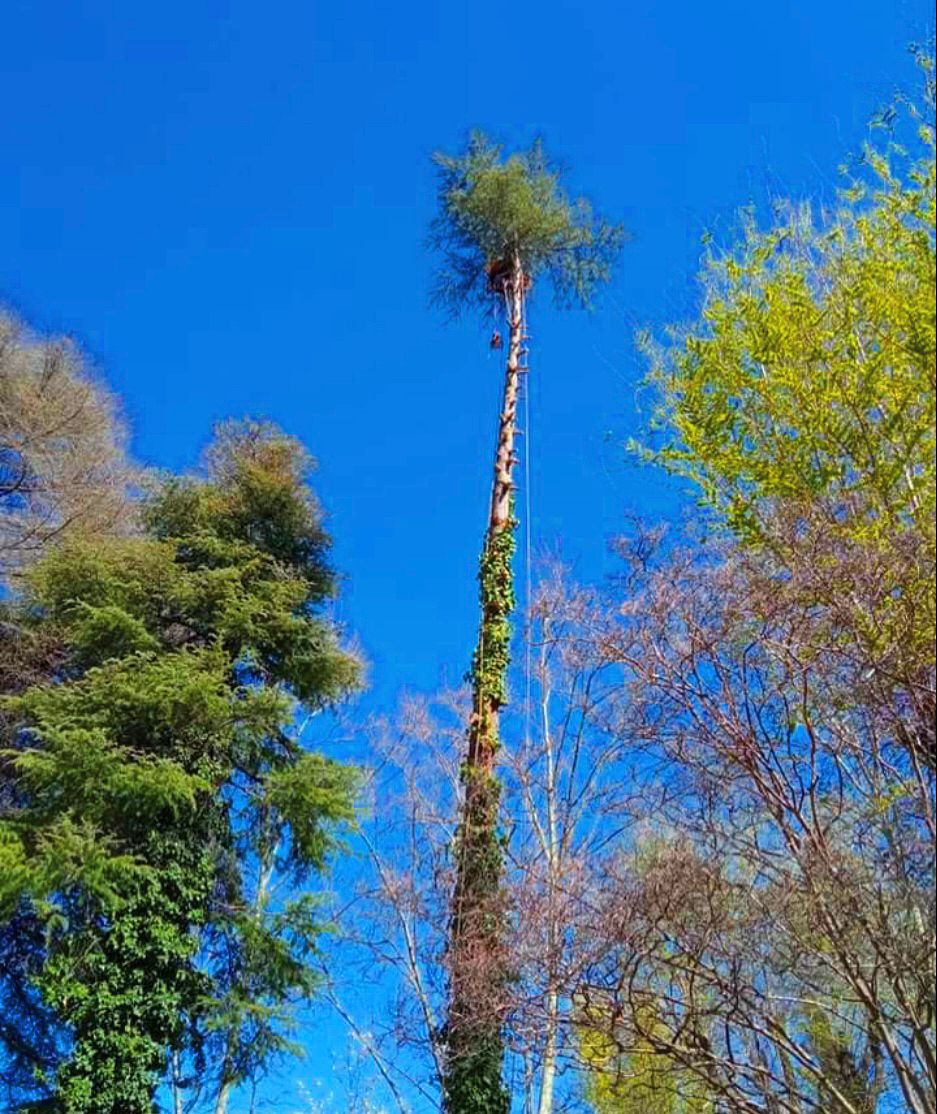 Tala y poda en altura de árboles en la Las Palmas