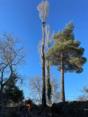 Podas y talas de árboles en altura Islas Baleares, Arboricultura