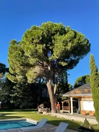 Tala y poda en Altura de árboles en Las Palmas
