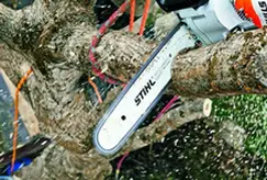 tala y poda de árboles en altura en Lérida