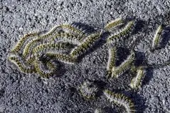 TALA Y PODA DE ÁRBOLES EN ALTURA EN LLEIDA