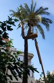 Tala y podas de árboles en altura. Somos tu empresa de arboricultura en Lérida