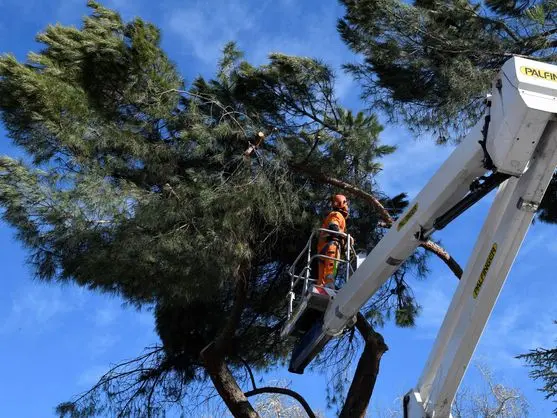 Poda de árboles en altura