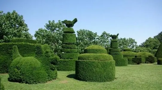 Soluciones de Arboricultura a Medida para tus árboles