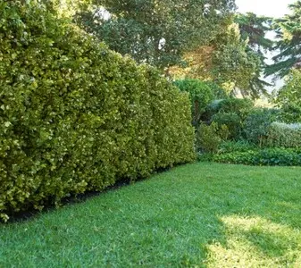 Tala y poda en Altura de árboles en Sevilla y municipios