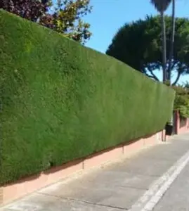 Tala y poda en Altura de árboles en Sevilla y municipios