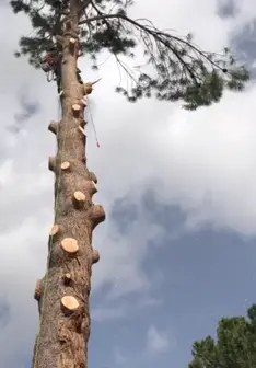 Tala y poda en altura de árboles en Palencia y provincia