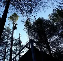 TALA Y PODA EN ALTURA DE ÁRBOLES  Pontevedra 