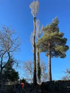 Podas y talas de árboles en altura Pontevedra