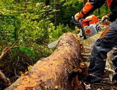 Tala y poda de árboles en altura poda y tala de árboles en altura