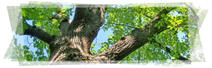 Tala y poda en altura Segovia 