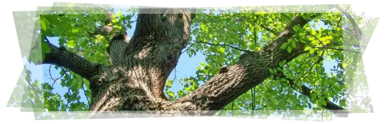 Tala y poda en altura