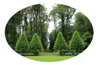Tala y poda de árboles en altura Villanueva de San Juan Podas y talas en altura Villanueva de San Juan
