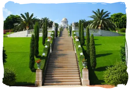 Corte y poda de cypreses