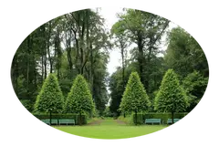Tala y poda en altura de árboles Soria Arboricultura