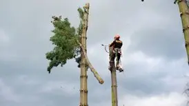 Tala y poda en altura de árboles en Tarragona Tala y poda en altura de árboles en Tarragona