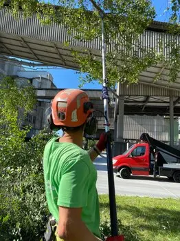 Tala y poda en altura de árboles en Tarragona