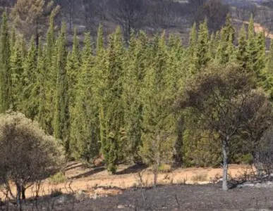 Tala y poda en altura de árboles en Tarragona y Provincia Tala y poda en altura de árboles en Tarragona y Provincia