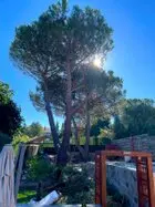 Tala y poda en altura de árboles En Valencia