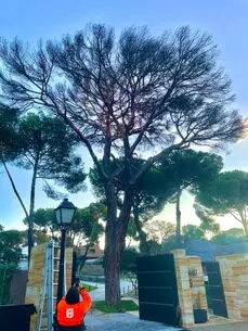 Tala y poda en altura de árboles Valencia 