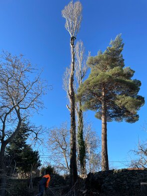 Podas y talas de árboles en altura Vizcaya Arboricultura