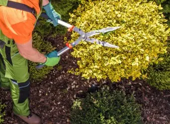 Tala y poda en altura Zaragoza