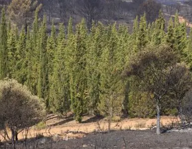 Talas y podas de altura Zaragoza Talas y podas de altura Zaragoza