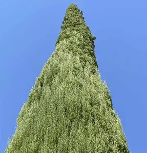 Talas y podas de altura Zaragoza